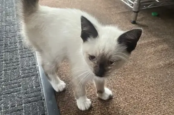 Help Find Zara: Missing Siamese Kitten