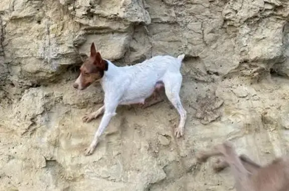 Perro perdido: Triana en Villazala