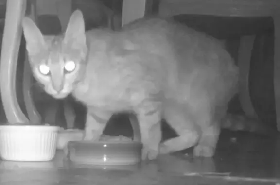 Chat fuyant trouvé à Saint-Denis-en-Bugey - photo