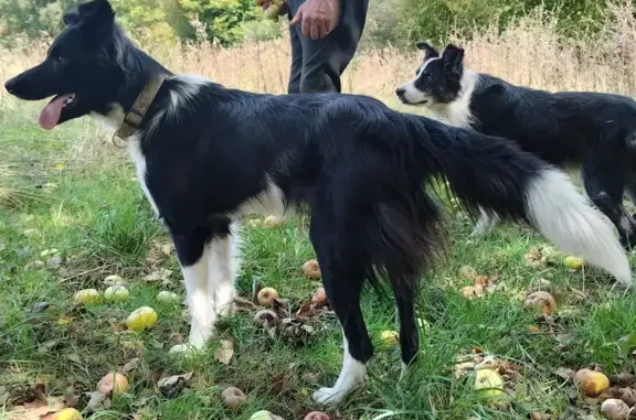 Animaux perdus , photo: Chien perdu à Abzac, vu à Lafy, Brillac