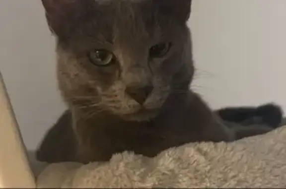 Animaux perdus , photo: Chat perdu, sociable, répond à 