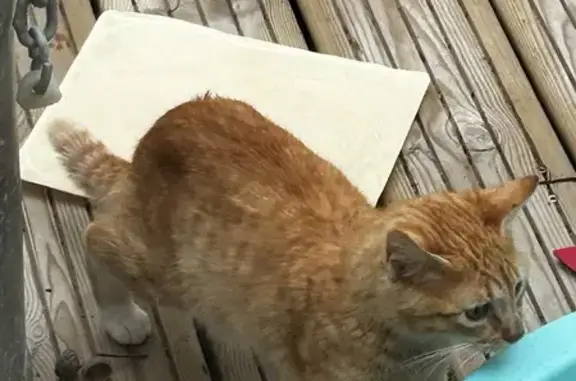 Chaton trouvé à Brech, cherche propriétaire - photo