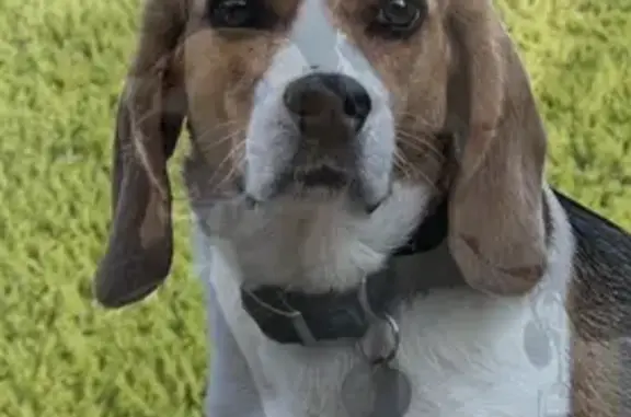 Animaux perdus Marseille Bompard, photo: Beagle perdue à Marseille, collier vert