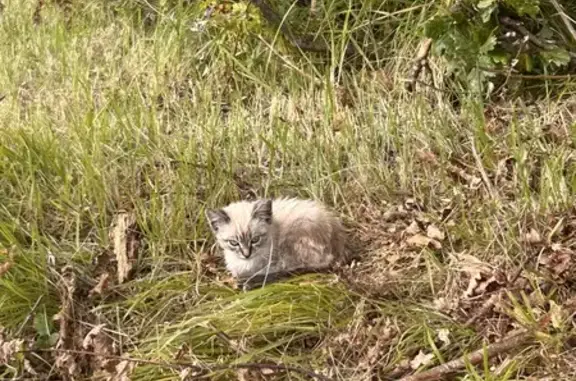 Chatons trouvés sans mère près d'un bois - photo