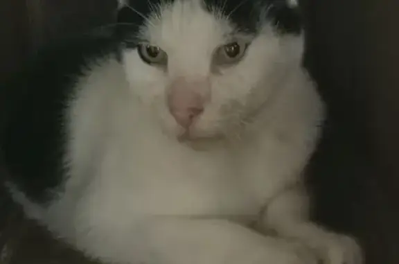 Chat mâle trouvé, vacciné, Rue Leclerc - photo