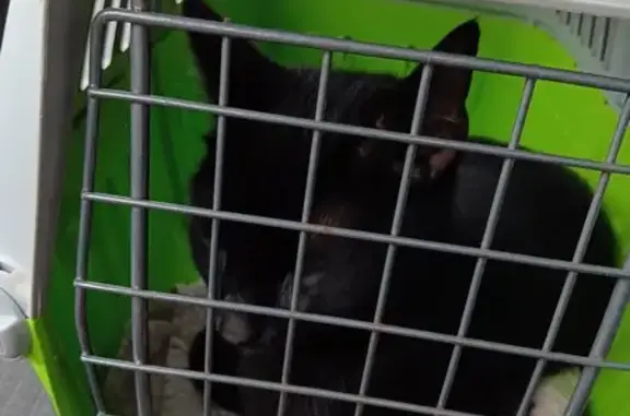 Chatte noire trouvée, enceinte et sociable - photo