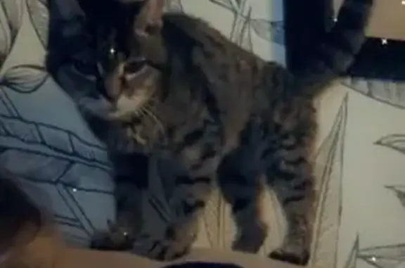 Chatte tigrée 19 ans perdue à Escaudain - photo