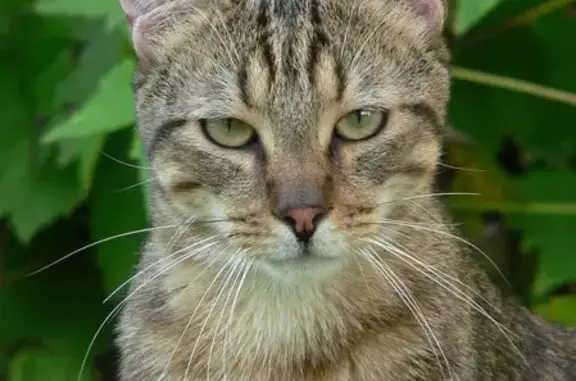 Animaux perdus , photo: Chat perdu à Villiers-en-Lieu