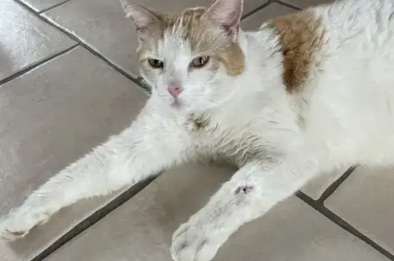 Chat perdu, Fay-aux-Loges, photo: Chat mâle blanc & roux perdu à Fay-aux-Loges