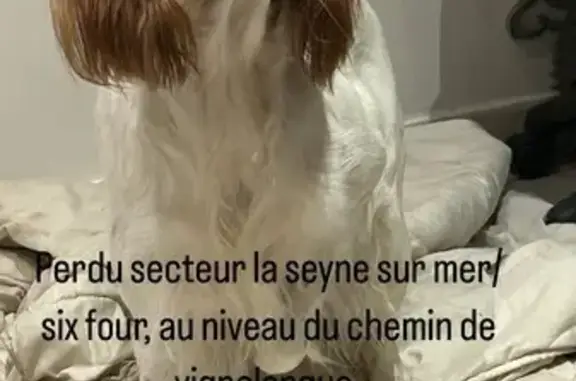 Animaux perdus La Seyne-sur-Mer, photo: Chien perdu à La Seyne-sur-Mer