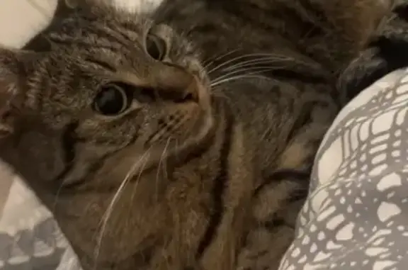 Chat tigré Minoush perdu à Samognat - photo