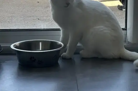 Chat perdu : Nina, 8 ans, Mézériat - photo