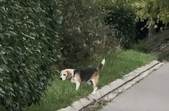 Beagle perdu à Lossy, route de la Boissière - photo