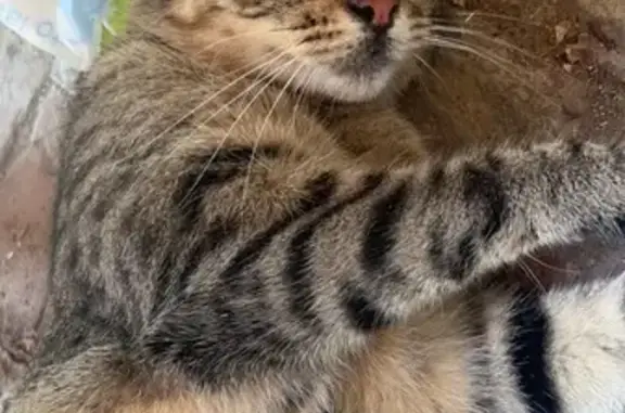 Chatte tigrée disparue à Onard - photo
