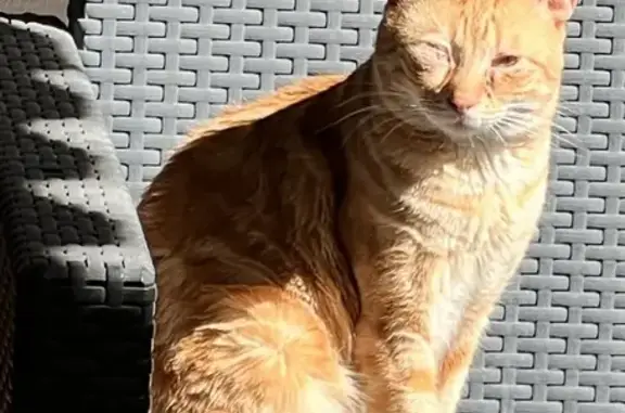 ¡Ayuda! Gato Lion perdido en Murcia 🐾