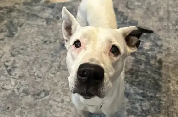 Found: Large White Pit Mix on Fair Ave