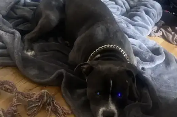 Missing Blue Nose Pit Bull in Chicago