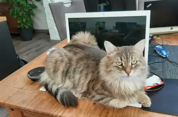 Chat perdu, Crépy-en-Valois, photo: Chat sibérien perdu, Rue Danton, Crépy-en-Valois
