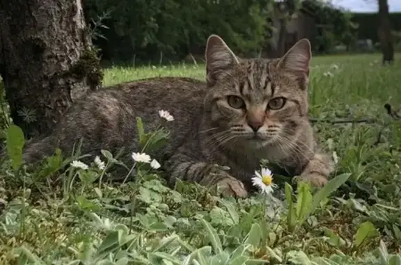 Chat perdu, Saint-Félix-Lauragais, photo: Chat mâle tigré perdu à Saint-Félix
