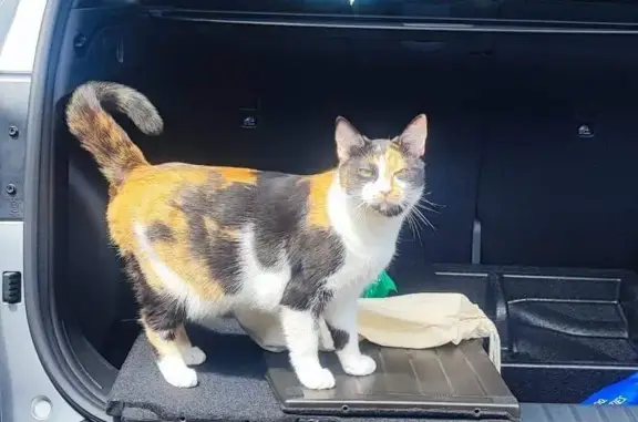 Animaux perdus Kaltenhouse, photo: Chatte tricolore Riri perdue à Kaltenhouse