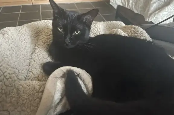 Missing Black Cat in McKinney: Help Find Her