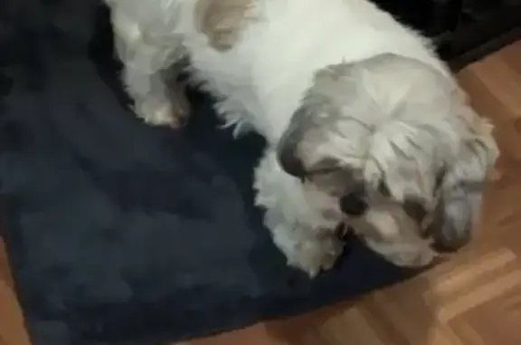 Lost Shih Tzu Near Westchester & Pugsley