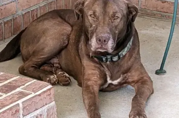 Found: Older Male Dog in Camo Collar