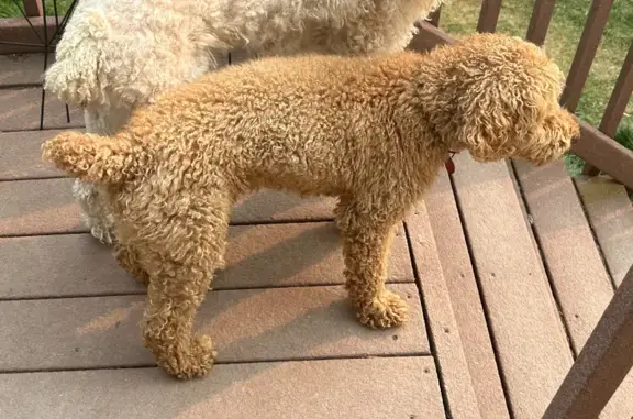 Lost Reddish-Brown Poodle in Orem