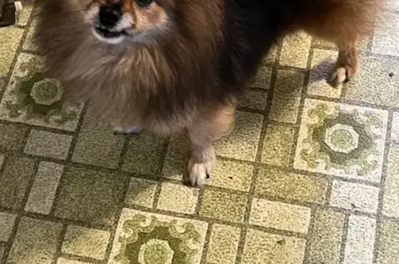 Lost Pomeranian Taz Near Coyner Park