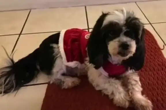 Help Reunite Sick Shih Tzu with Owner