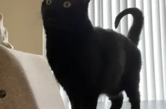 Lost Black Cat: Lexington Park Area