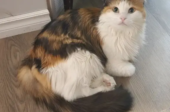 Lost Calico Cat: Help Find Her in Calgary