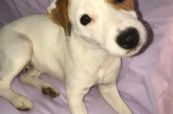 Lost Jack Russell: White & Tan in Manassas