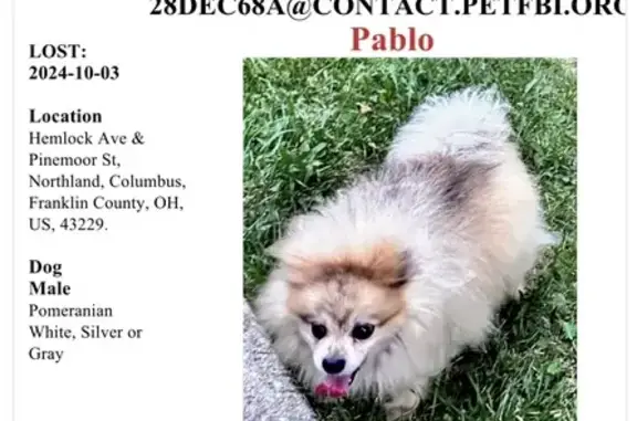 Lost Pomeranian Pablo: Needs Meds, Help!