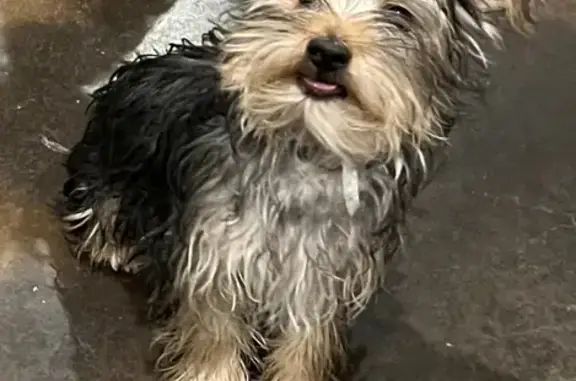 Lost Yorkie Mix Near Old Woodruff Rd