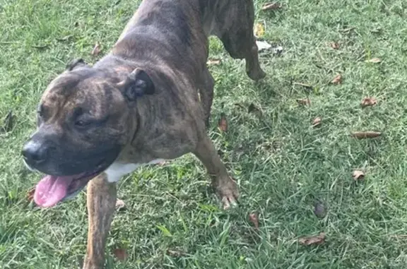 Found: Sweet Tiger-Striped Dog in Conyers