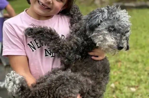 Lost: Elderly Black Poodle in Myrtle Beach