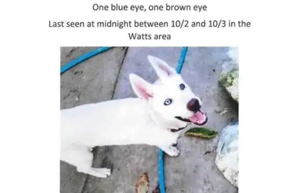 Lost White Husky: Jelly, 2, LA Area