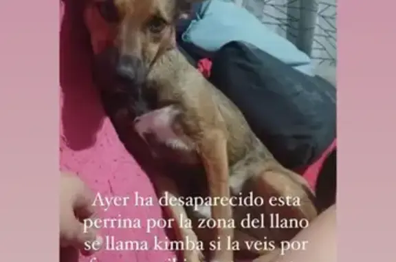 Perrita Podenco Perdida en Gijón - Muy Noble