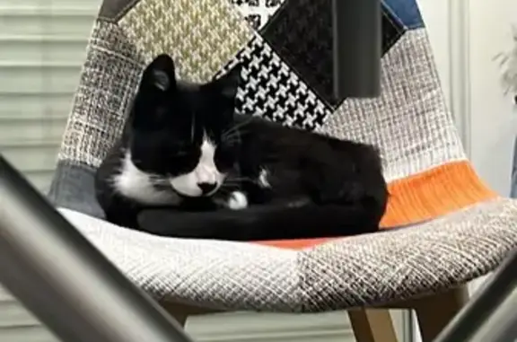 Chat noir et blanc trouvé à Marseille - photo