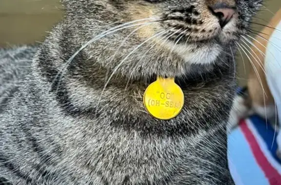 Lost Tabby Cat: Creek Bend, Jacksonville