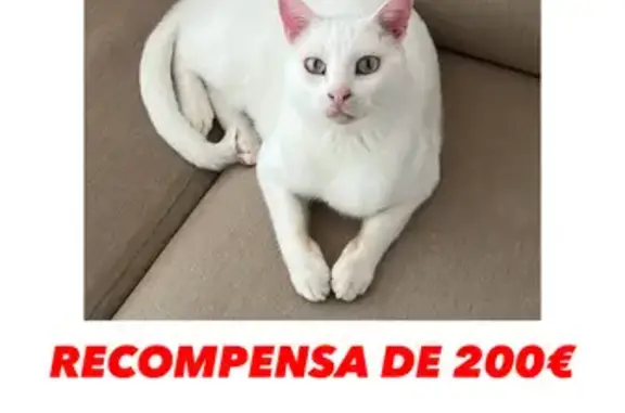 Gato Blanco Perdido: Recompensa en Bellver