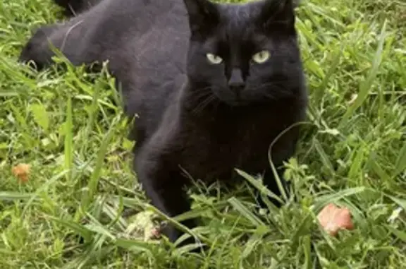 Chatte noire craintive disparue à Candresse - photo