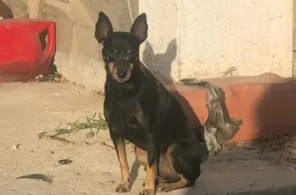 Perro Perdido en Estación de Cártama