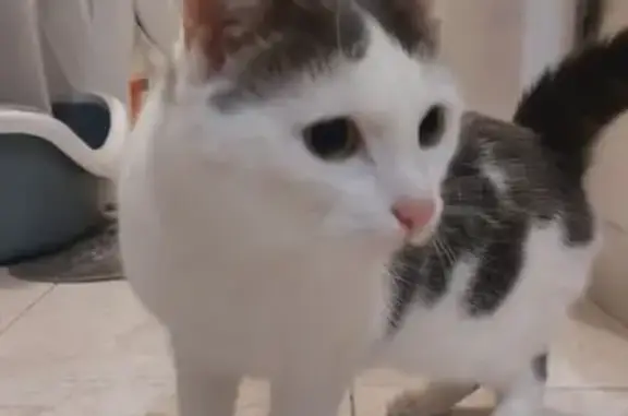 Chat trouvé Nemours, photo: Chat craintif trouvé, Rue Bezout, Nemours
