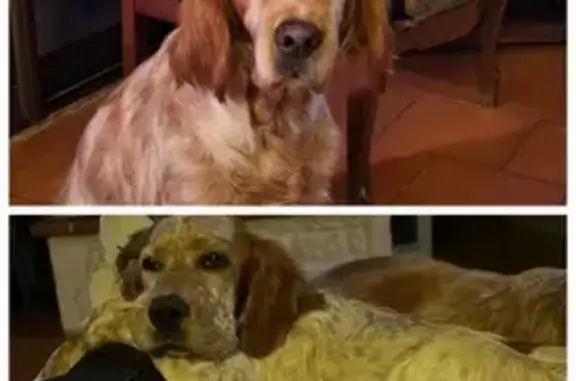 Chien perdu , photo : Deux setters perdus à Thédirac