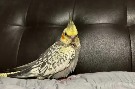 Lost Pearl Cockatiel in Hougang - Reward!