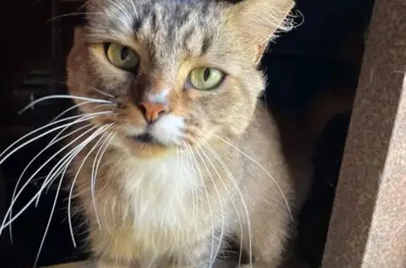 Chat trouvé Mauves-sur-Loire, photo: Chat mâle castré tigré trouvé à Mauves-sur-Loire