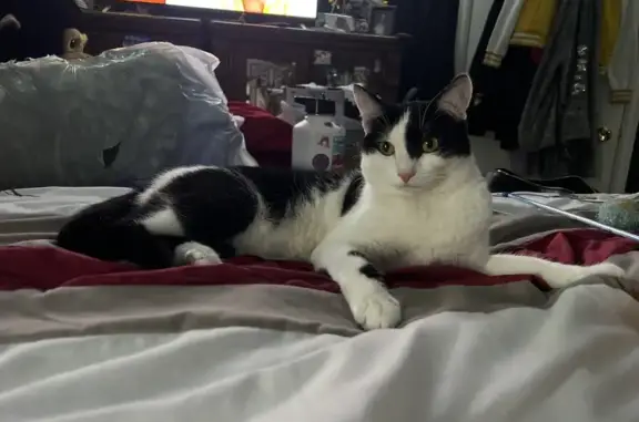 Missing Tuxedo Cat: South Jasper Circle