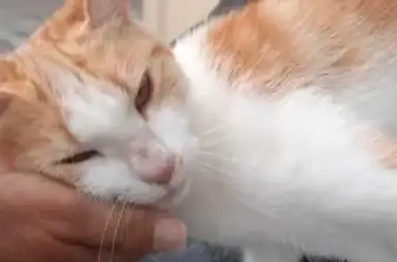 Chat trouvé : docile et affectueux, 68 Essarts - photo